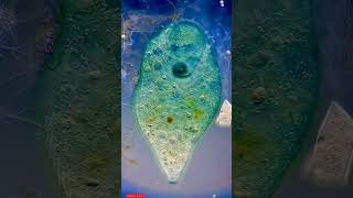 covid virus #shorts #microscope #covid19 #science #virus #tiktok #whatsappstatus ⚡