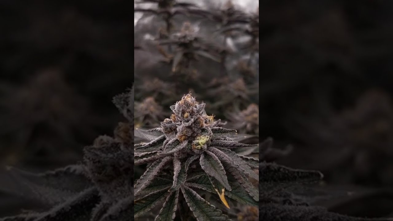 🍊 Orange Bud 2.0 by 