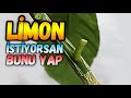 Limon Ağacı Nasıl ve Ne Zaman Aşılanır | T Göz Aşı