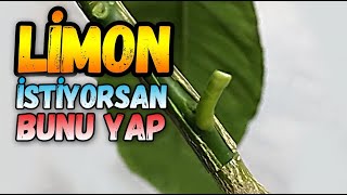 Limon Ağacı Nasıl Ve Ne Zaman Aşılanır T Göz Aşı