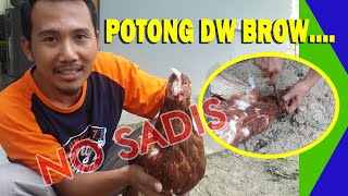 CARA MEMOTONG / MENYEMBELIH AYAM YANG BAIK DAN BENAR TANPA BANTUAN ORANG LAIN. 