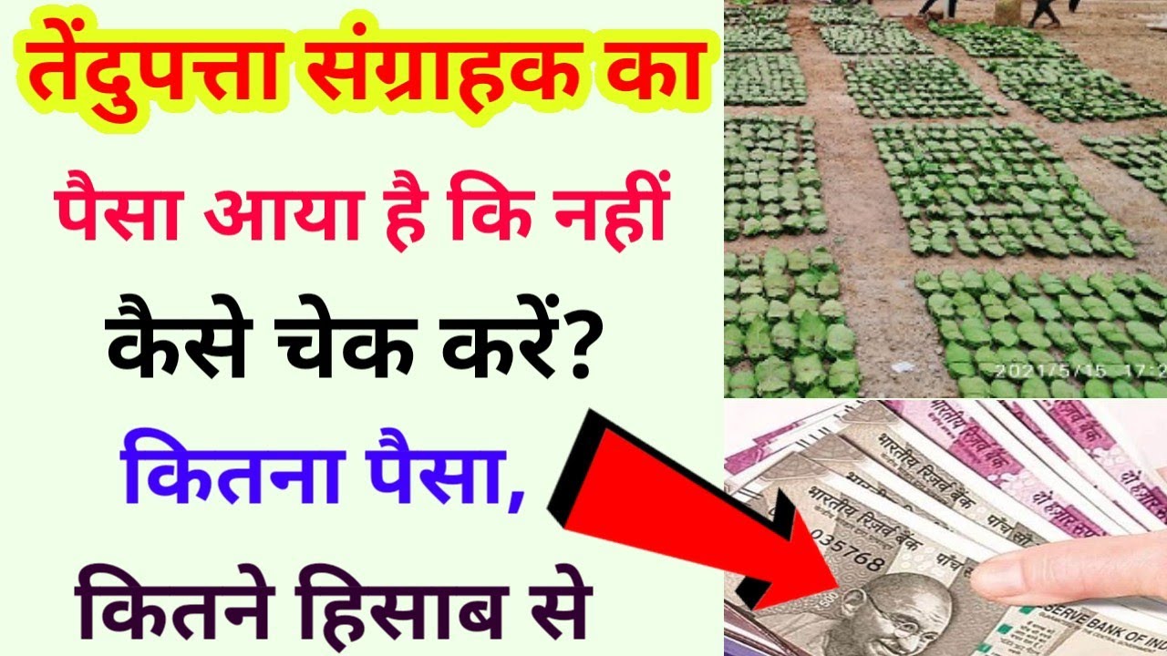 Cg Tendupatta Ka Paisa Check Kaise Kare, Cg Tendupatta Sangrahak Ka Paisa Online Check Kaise Kare