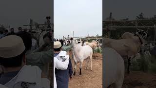 Beauty❤️#jaffarmandi #qurbani2026 #subscribemychannel #beauty #shorts