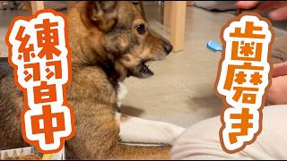 歯磨き大嫌いだったチャーリーが、克服するまでの3ヶ月