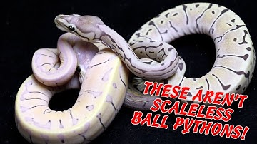 Introducing the MicroScale Ball Python! | New Ball Python Morph