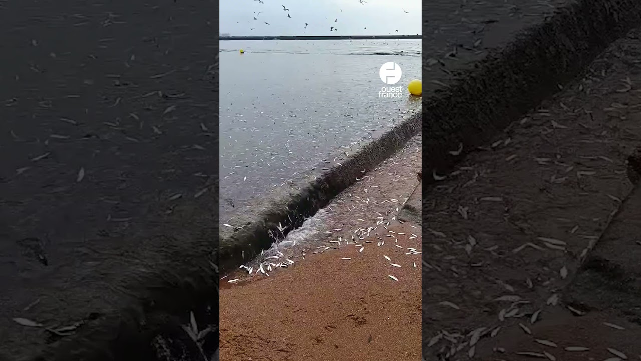 Des milliers de poissons pris au piège en Vendée