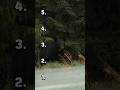 The Most Dangerous Bears on Earth #shorts #bears #wildlife