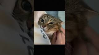 Funny And Cute Animals Compilation Try Not To Laugh