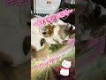 私ってバカ‼️イライラ💦するなぁ、自分を信じて⊂(◜ω◝⊂ )))Σ≡GO!!