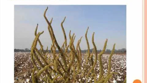 What is Herbicide Resistance?