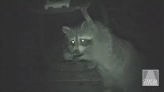 Raccoon vs Ottawa green bin