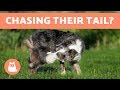 Why is My Dog Chasing and Biting Their Tail? Why is My Dog Chasing and Biting Their Tail?
