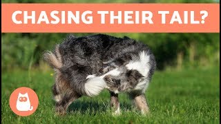 Why is My Dog Chasing and Biting Their Tail?