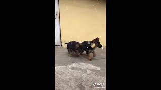 Düştüm Mapus Damlarına Yeni Adım Tiktok Tiktoker Ler Izle Yeni Açtım Destek