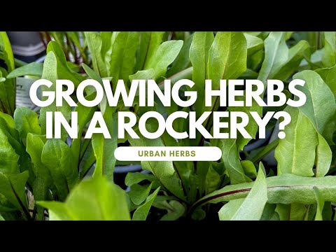 Video: Herbal Rock Gardens: Att välja örter för en stenträdgård