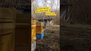Знайшли ІДЕАЛЬНЕ місце для медозбору 😳🍯 Це буде ТОП медозбір 🔥 #пасіка #бджільництво #бджоли