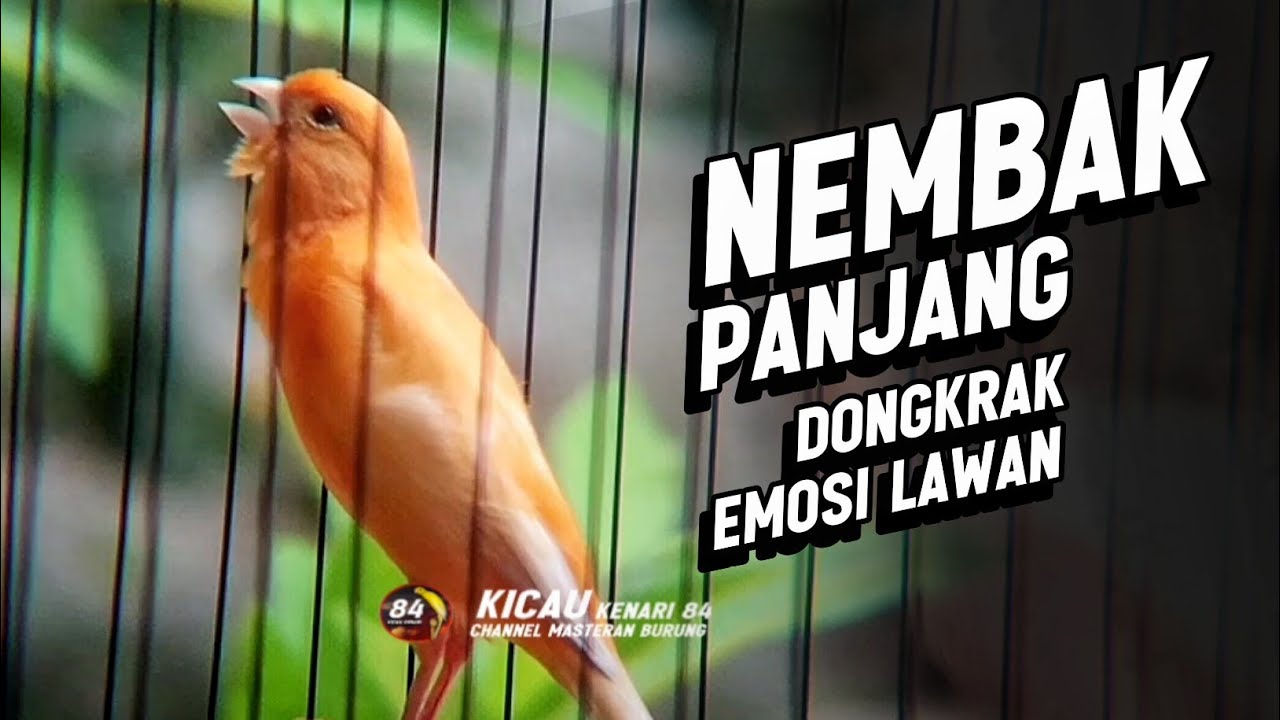 Kenari NEMBAK PANJANG Emosi Cuit Cuit NGEROL AMPUH utk Pancingan Kenari Paud dan Masteran Murai Batu