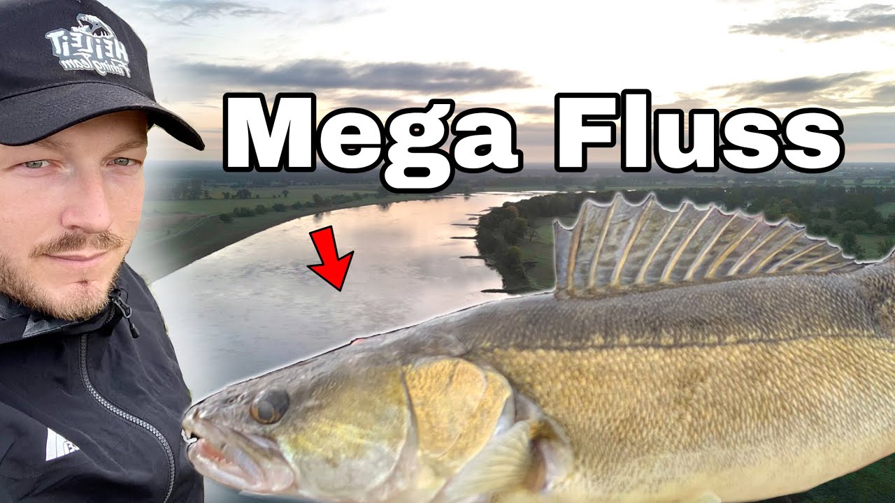 Angeln auf Zander. Leckeres Zander Gericht am Wasser! YouTube