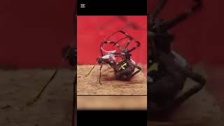 Ant vs Giant spider
