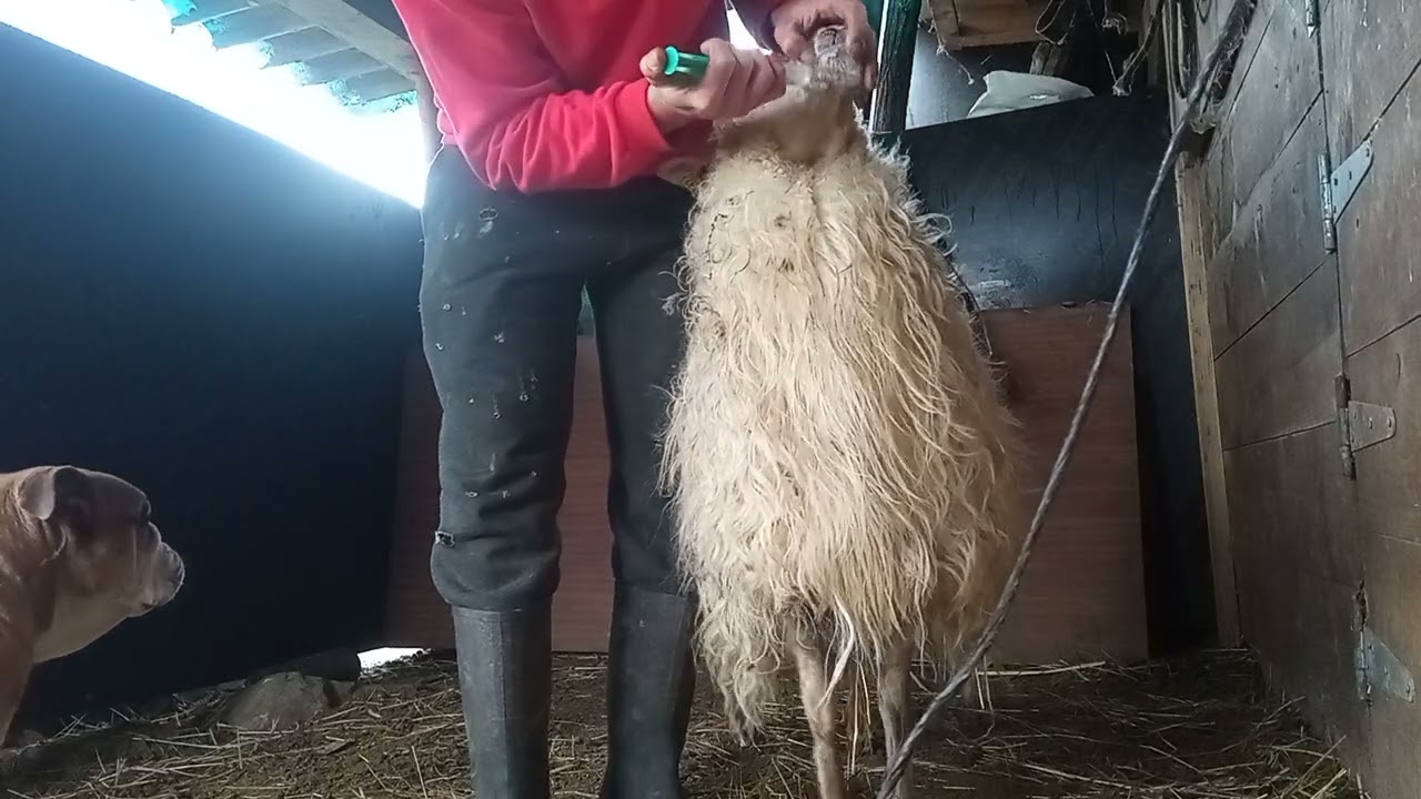 Toxemia en oveja, como curarla de forma natural. parte 2