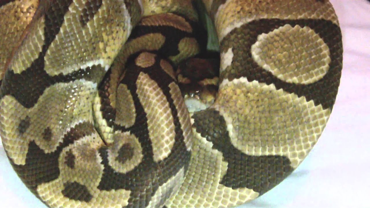 camera iphone 8 plus apk Enchi royal python male breeder