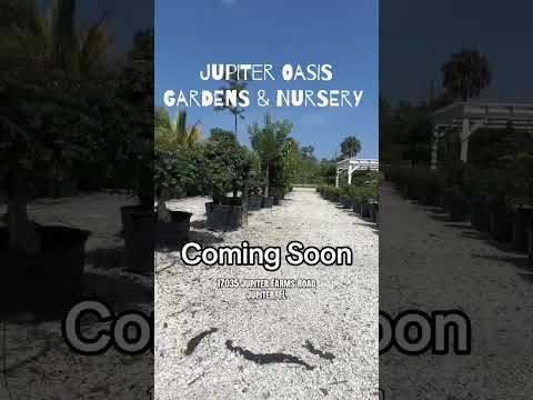 Video 7