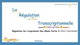 De L'ADN À L'ARN: Comprendre Les Mécanismes De La Régulation Transcriptionnelle