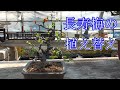 長寿梅の植え替え