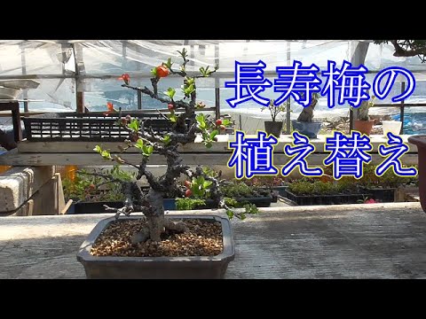 長寿梅の植え替え Youtube