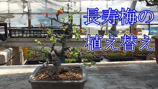 長寿梅の植え替え
