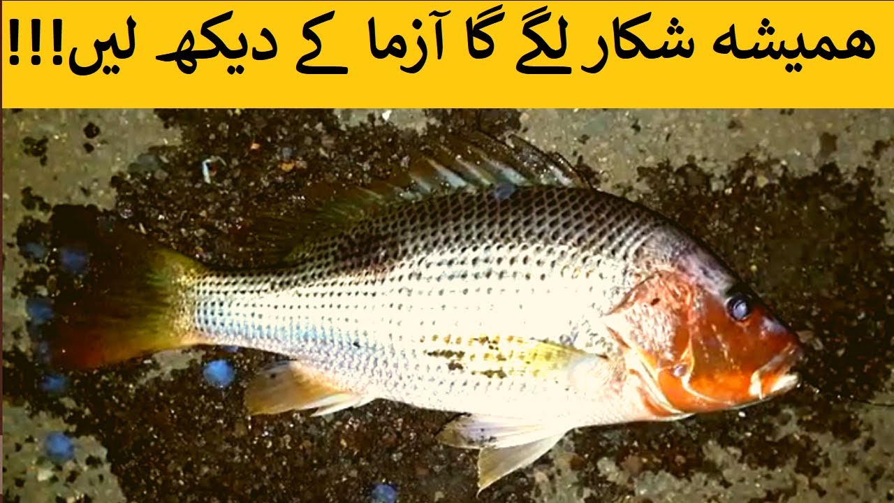 Fishing in Karachi| Fishing at Kemari port| Underwater Fishing Trap| AUTOMATIC FISHING NET| Do Darya