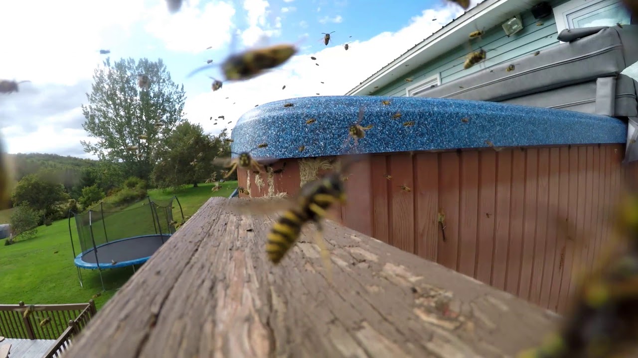 Yellow jacket or Yellowjacket wasps invading my spa