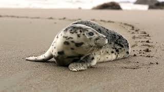 Sony Audio Midi To Mp3 Recording