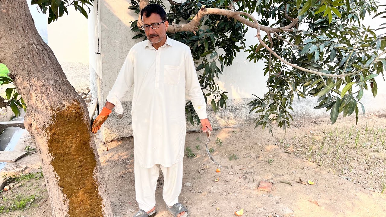 How to take care mango big plant 🌳/Mango farming in Pakistan 
