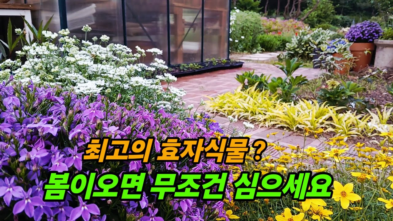 늦가을까지 오래오래 끊임없이 피는꽃 !