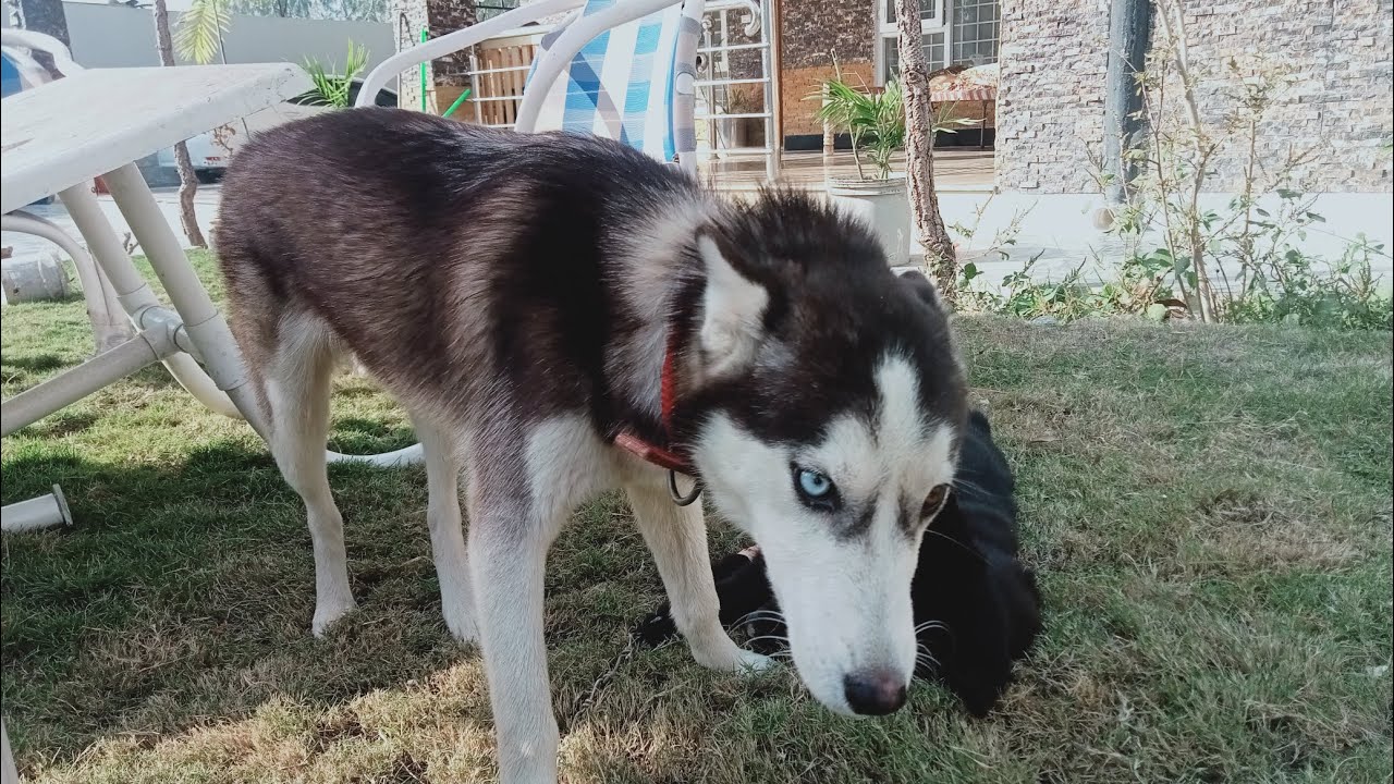 Dog diagnosed with cancer | jack ko cancer hai 🥺😭 