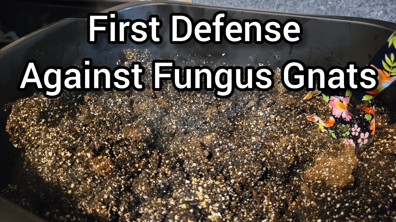 Этот метод поможет избежать появления грибных комаров в почвенной смеси для рассады.