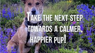 Thunderstorm Stress Relief: Helping Your Dog Stay Calm Using the Trust Technique
