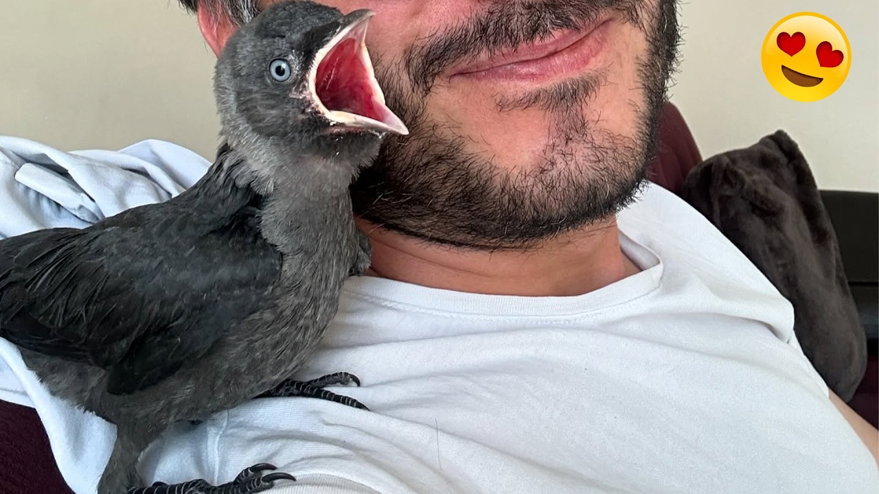 Этот мужчина спас беспомощную ворону. То, что произошло дальше, растопит ваше сердце 𓄿 💛