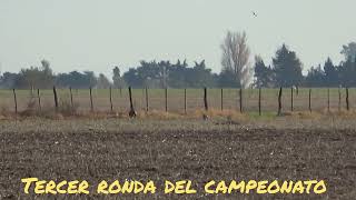#galgos vs #liebres #caza