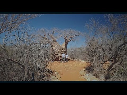 Βίντεο: Τα κορυφαία εθνικά πάρκα στη Μαδαγασκάρη