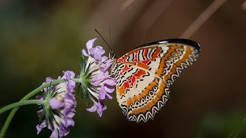 Introduction to Phylum Arthropoda: 1.3 Million Species and Counting