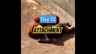 Punch is teaching all of us attachment theory. #punch #monkeypsychology
