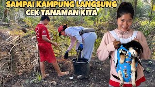 Download Lagu PULANG KE KAMPUNG LANGSUNG MENUJU KEBUN UNTUK CEK TANAMAN SAYUR MP3 Download Lagu PULANG KE KAMPUNG LANGSUNG MENUJU KEBUN UNTUK CEK TANAMAN SAYUR MP3