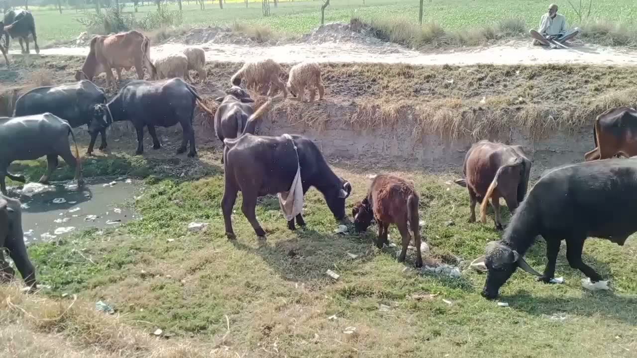Cute murrah dog and gots meeting|Animal village life video