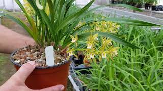 Lot 33 - Cymbidium pumilum album 'Peats Ridge'