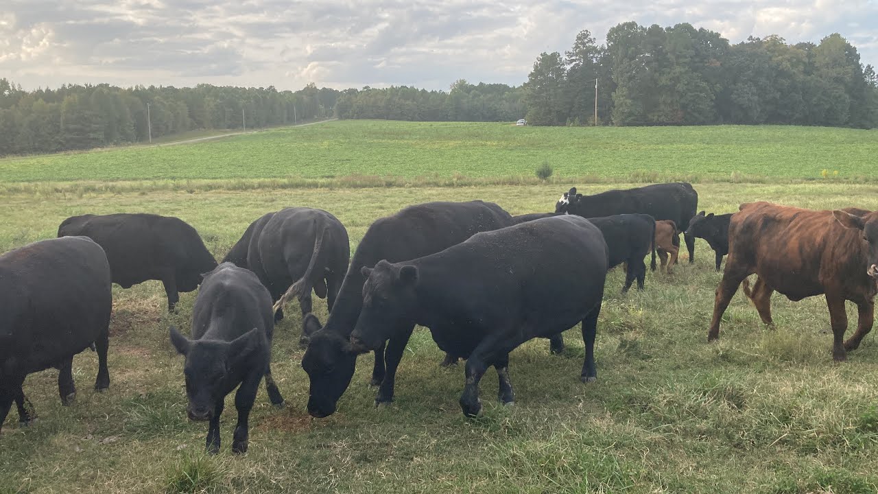 Checking Cattle & Trying Rural King feed! cattle farmlife feed YouTube
