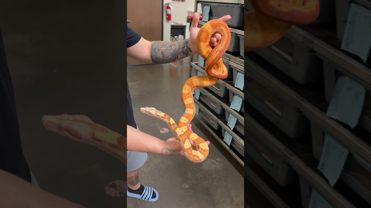 Here’s another male VPI Sunglow Motley Jungle RC Pastel similar to the one we posted few days ago.