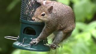 Squirrel Buster Standard