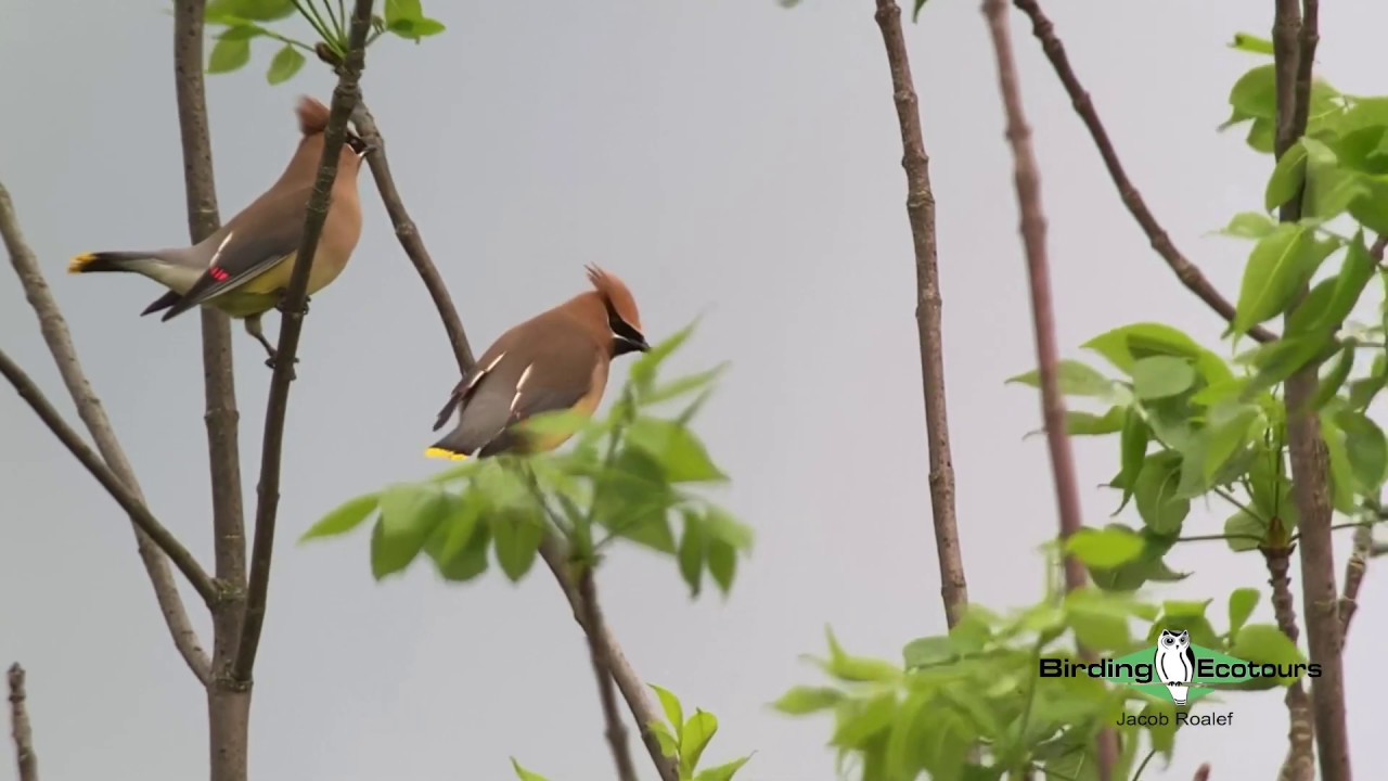 Cedar Waxwings - Ohio Spring 2020